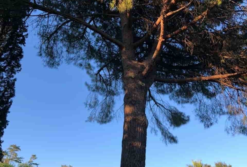 pino solitario