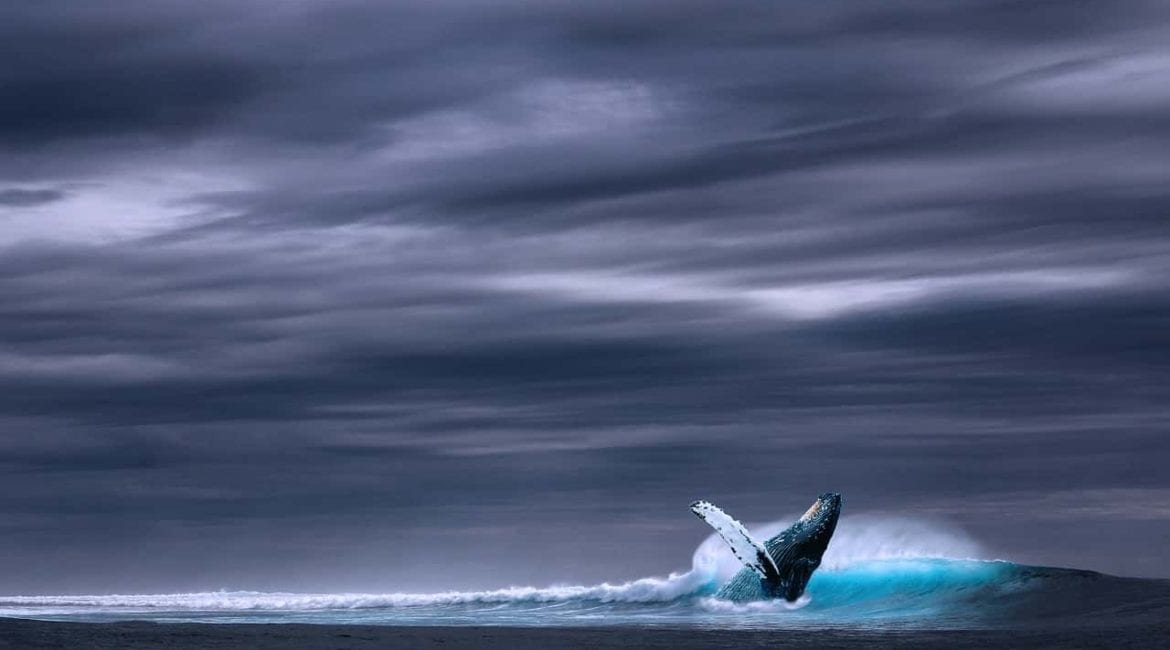 balena mare oceano