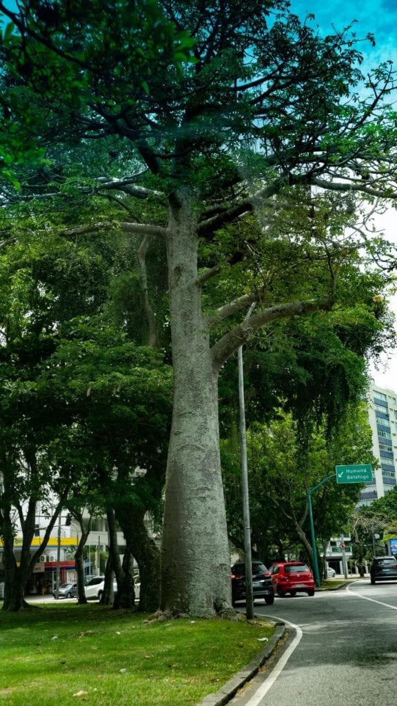Sapevate che a Rio de Janeiro c'è un Baobab? Eccolo, si trova alla Lagoa, di fronte all'entrata della Hipica.