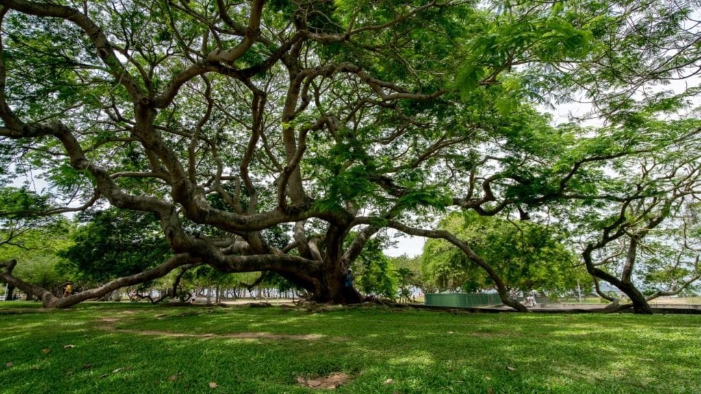 Questo è un vero "albero nonno", in tutti i sensi: grande, vetusto, paziente, accogliente, protettore... È l'albero più maestoso dell'aterro do Flamengo. Sorge subito dopo la passerella di fronte all'antico Hotel Novo Mundo.