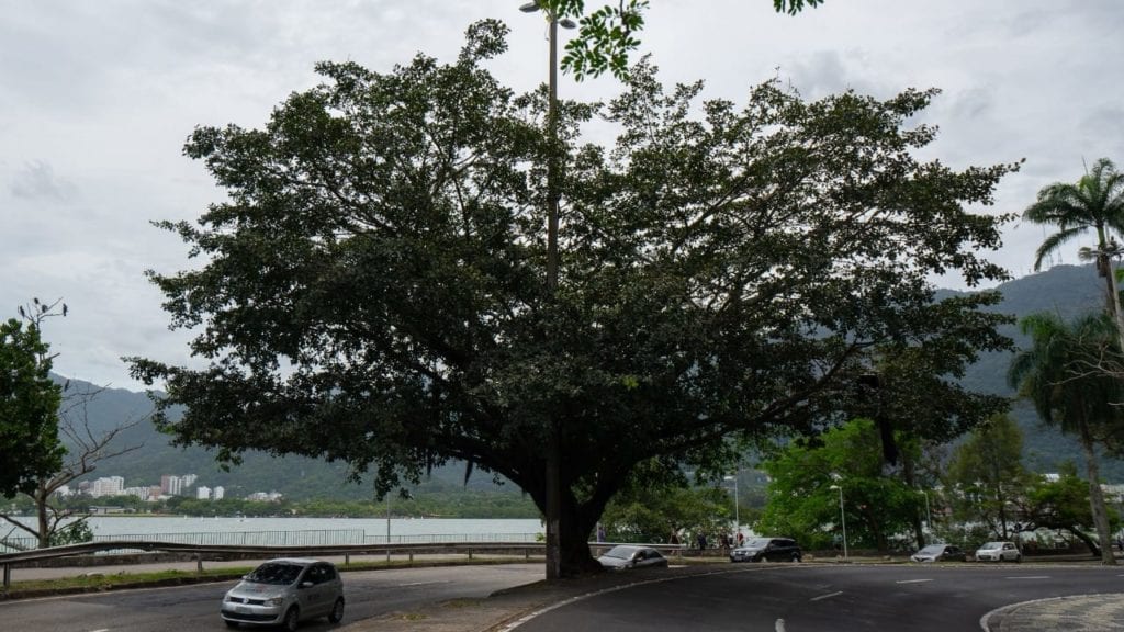 Chiudo la mia piccola rassegna con quest'albero "Primadonna". Ce ne sono molti di questa specie a Rio, ma guardate questo con quanto orgoglio ed impudicizia si esibisce in tutta la sua bellezza alla Avenida Epitacio Pessoa, poco dopo la "Curva do Calombo".