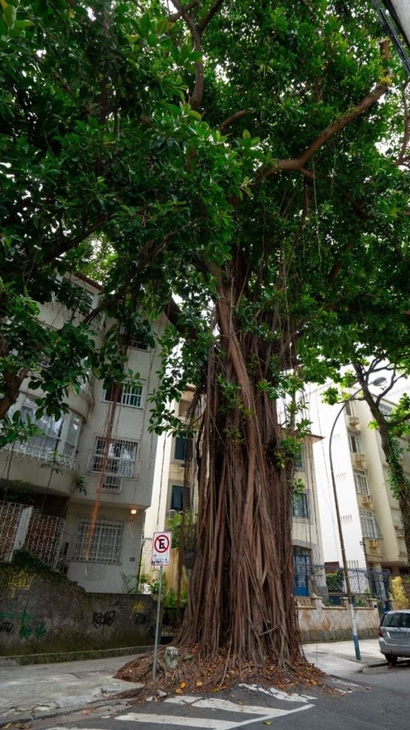 A cidade do Rio está cheio de figueiras como essa, todas mais ou menos monumentais, mas essa árvore se diferencia pela sua ousadia ao invadir não só a calçada, mas também parte da rua. Fica no começo da Rua Venâncio Flores, no Leblon.